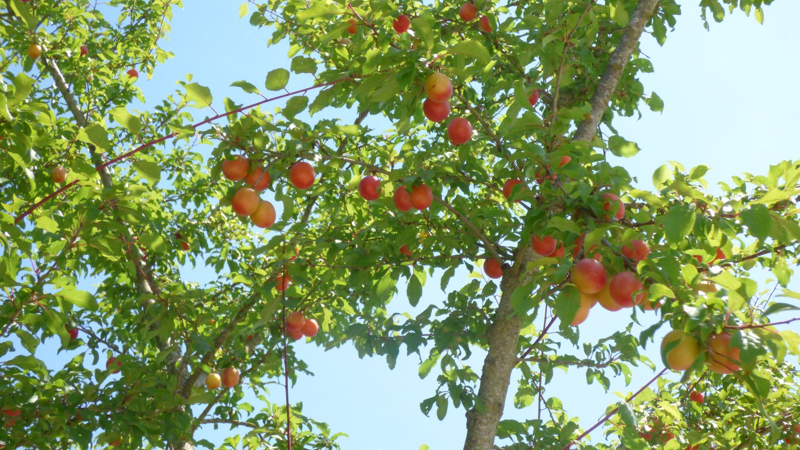 Prunier chargé de fruits