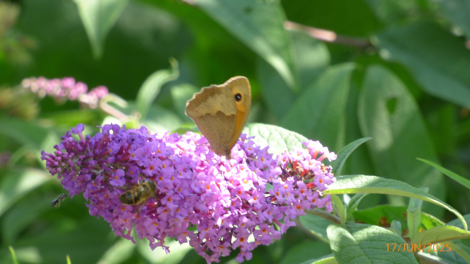 Papillon sur buddleia